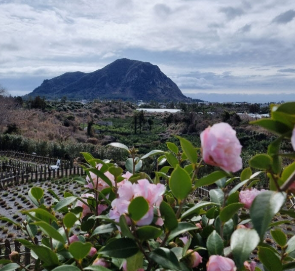 제주도 관광지도
