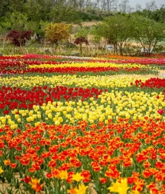 5월 가봐야할 전국 축제 10선 가족 연인 최고 명소_15