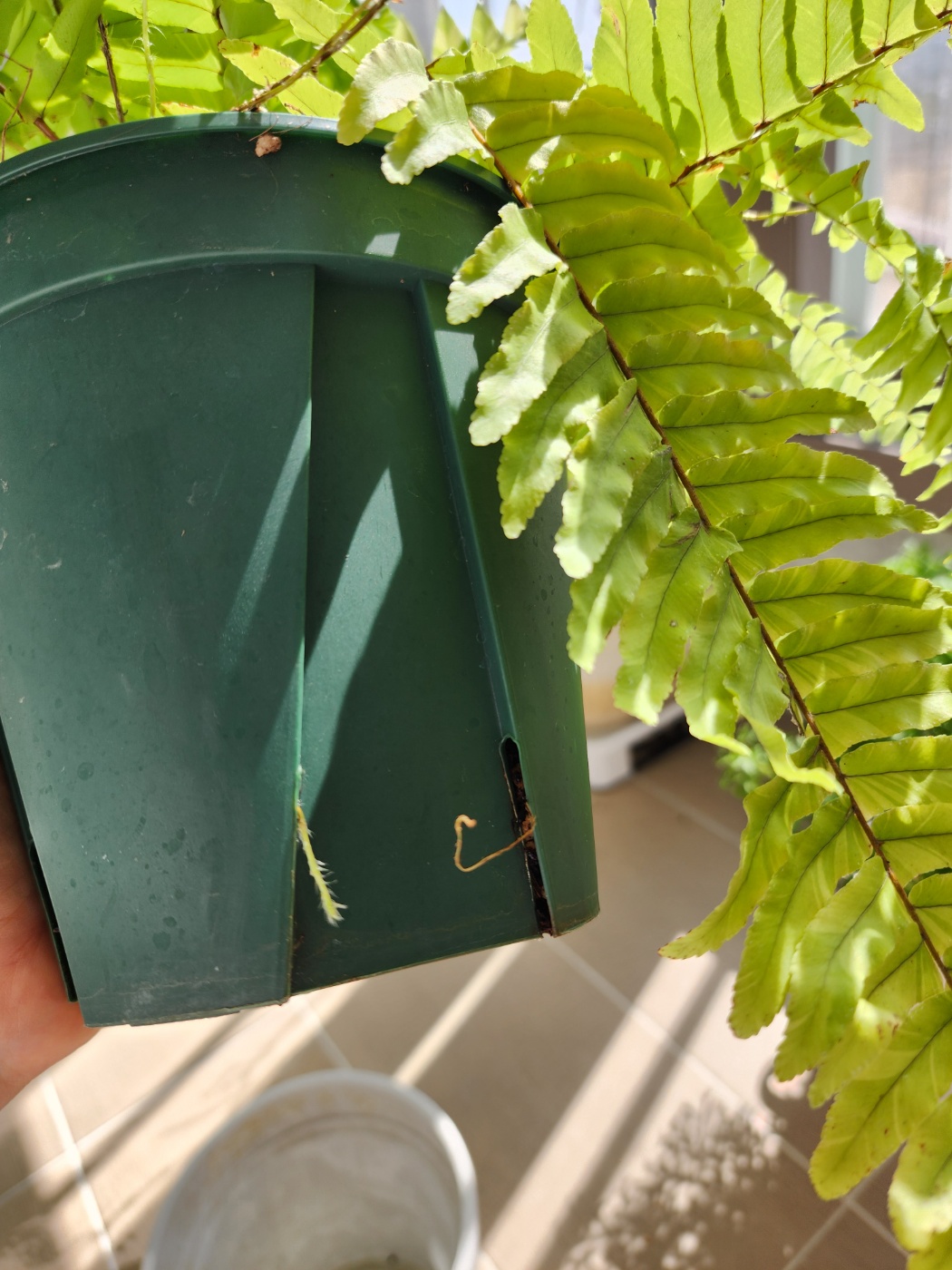 화분밑으로 뿌리가나와요