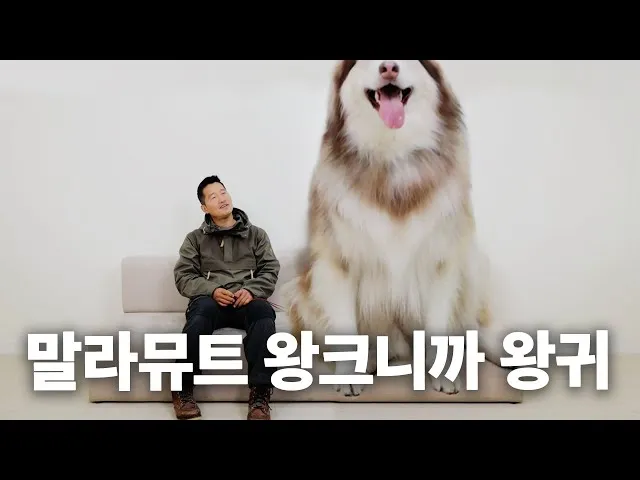 말라뮤트 분양 가격 알래스칸 허스키 차이 성격 특징 수명_6