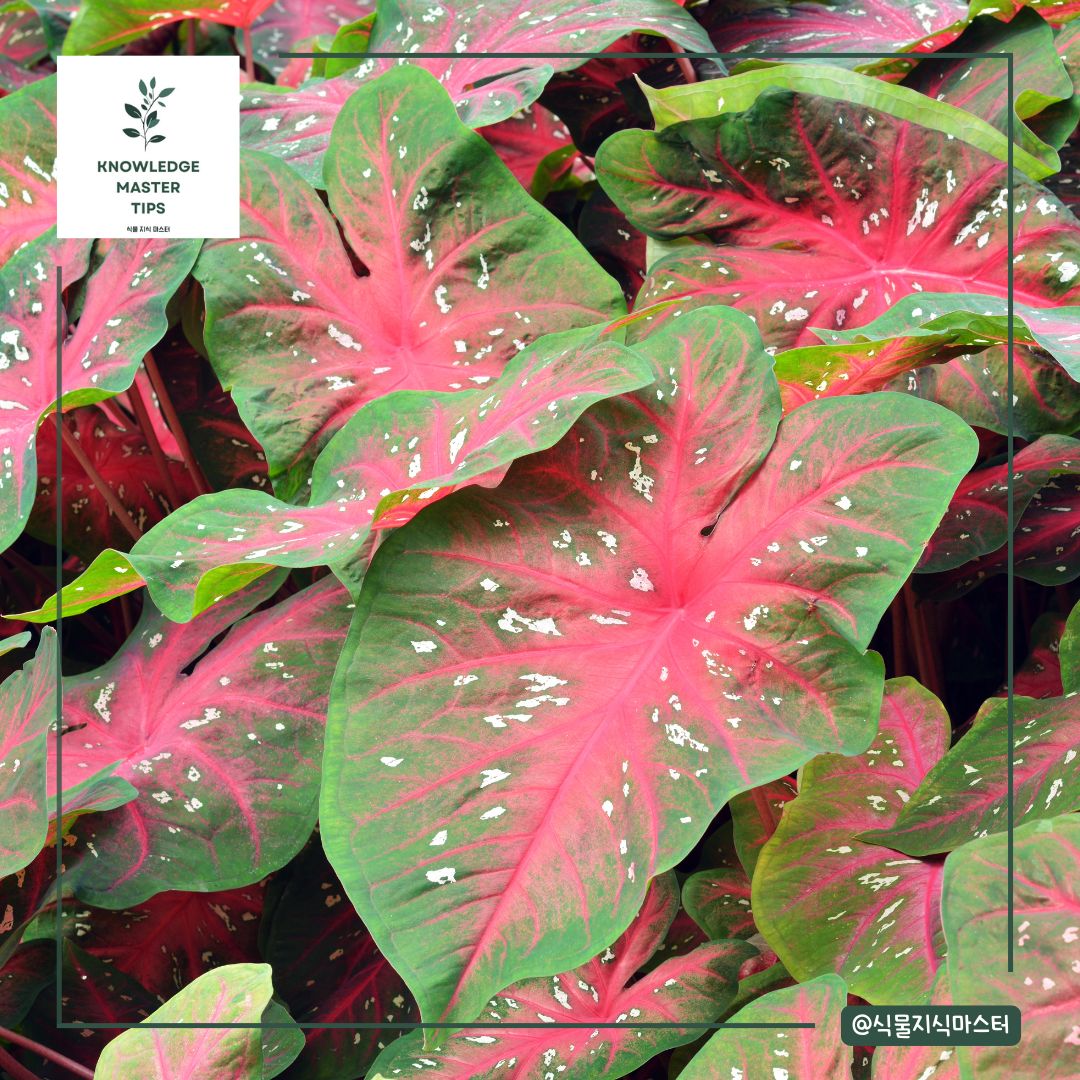 잎 무늬가 예쁜 식물 - 칼라디움
