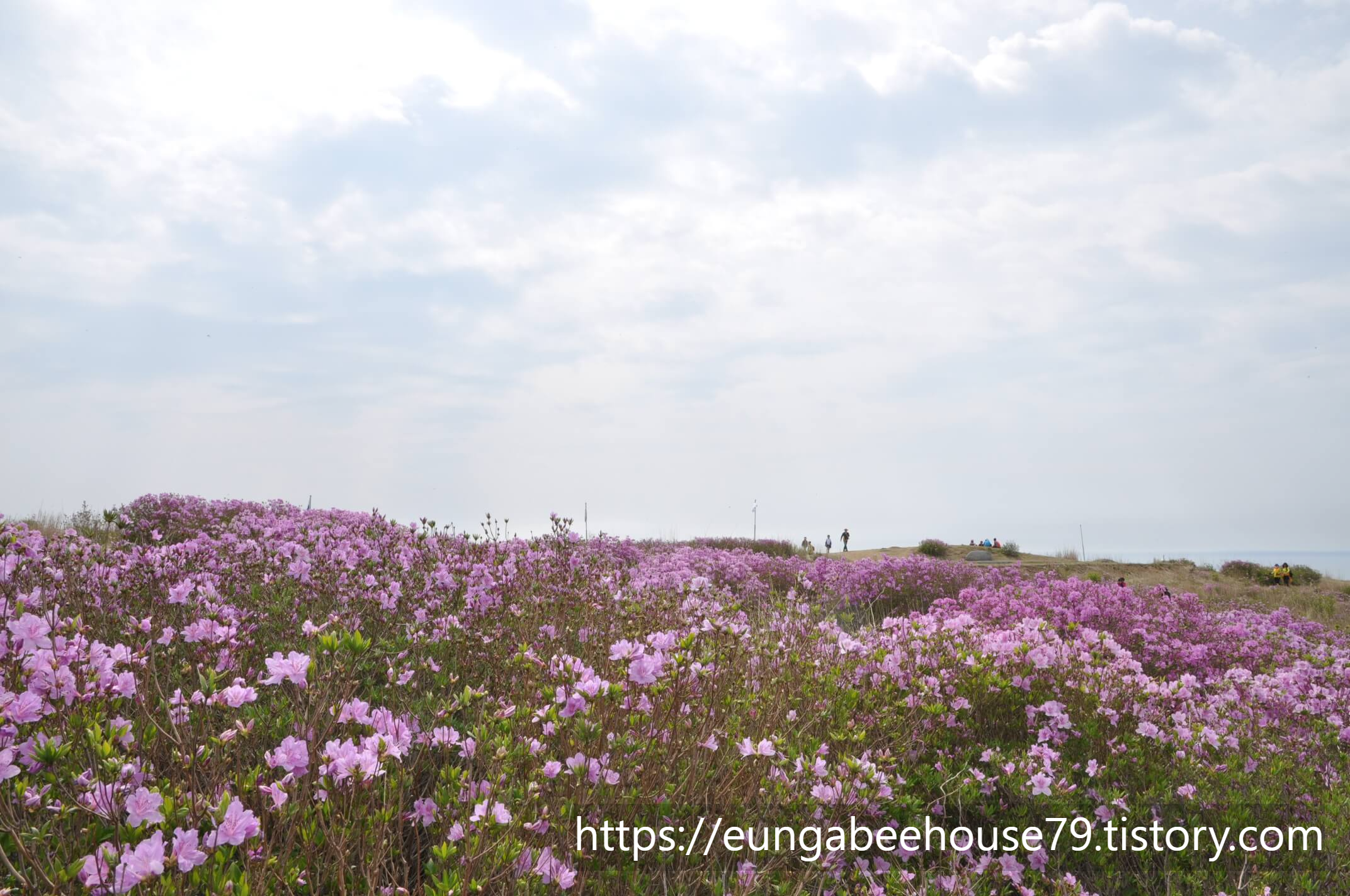 산청 황매산 철쭉제