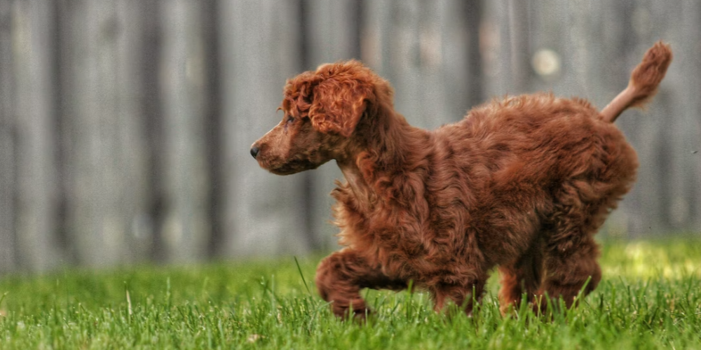 강아지 똥먹는 이유 6