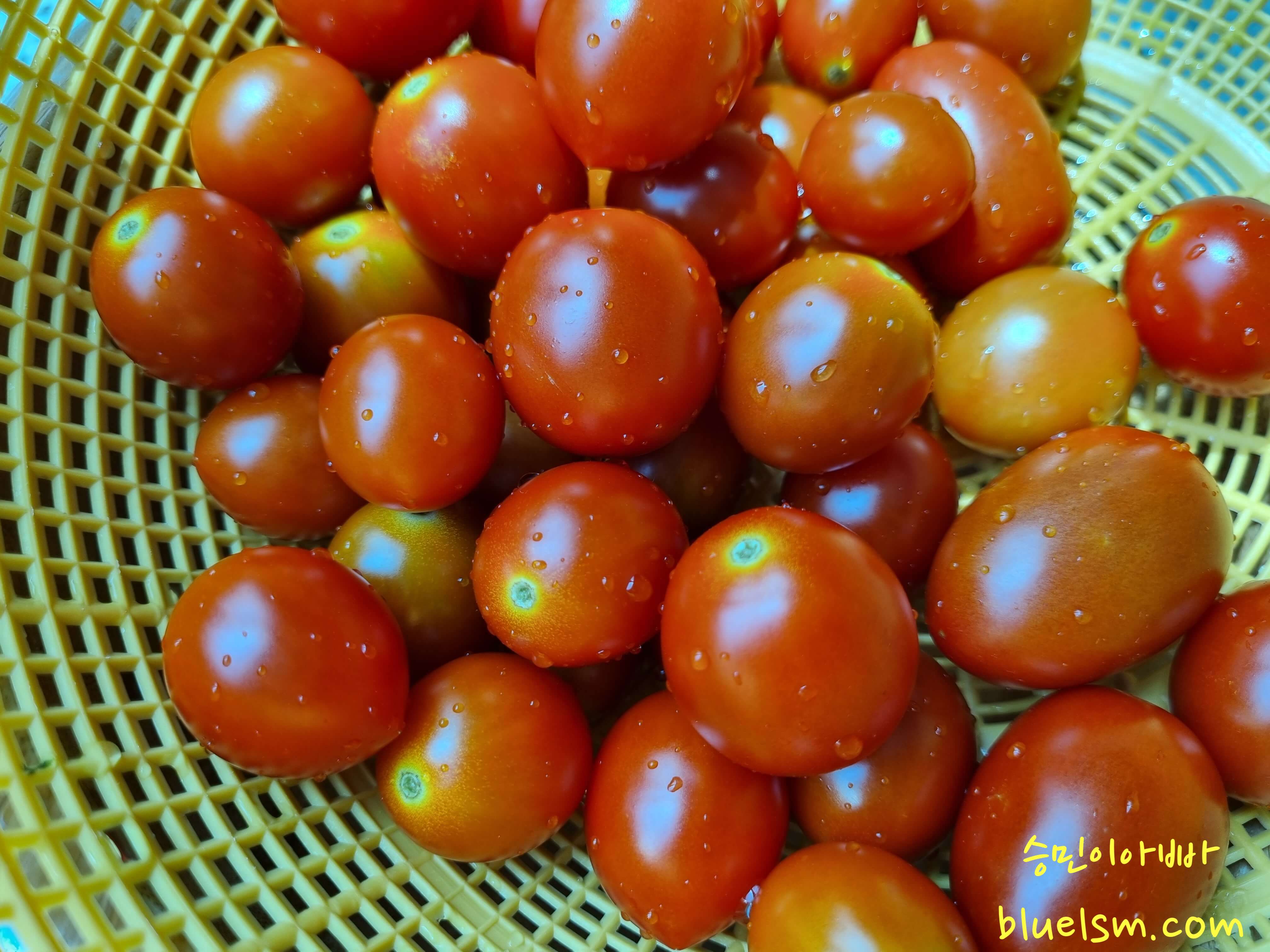 싱싱한 방울토마토