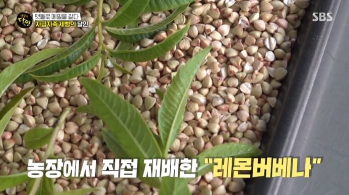 몬버베나