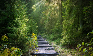 서울 및 경기도 근교 자연휴양림 추천