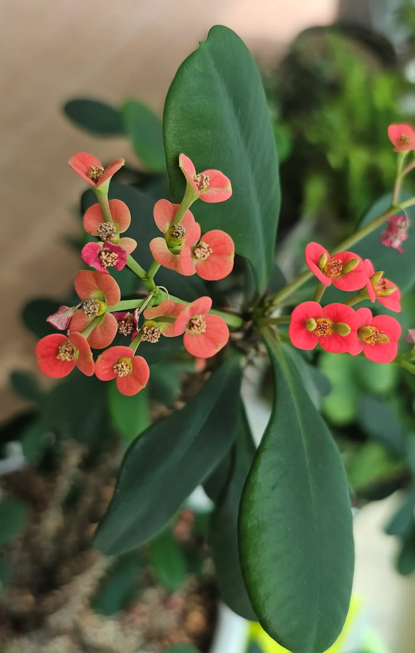 더운 여름을 나고있는 우리집 꽃기린