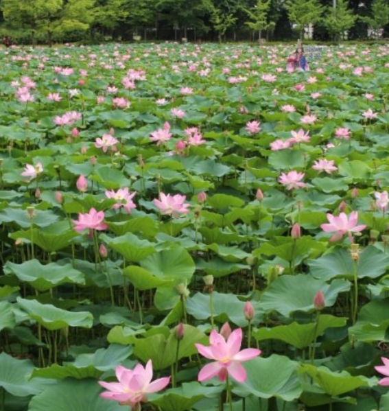 2025 양평 세미원 연꽃축제