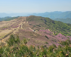 산청 황매산 철쭉축제