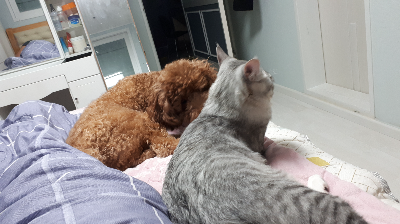 강아지 잠자는 자세 5가지, 편안한 걸까 불편한 걸까?