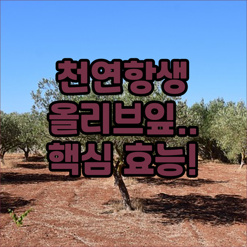 천연 항생제 올리브잎 추출물 식용 그..