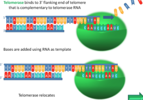 텔로미어의 구조와 기능