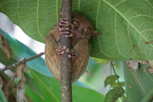 보홀 여행 추천 보홀 안경 원숭이 보호구역