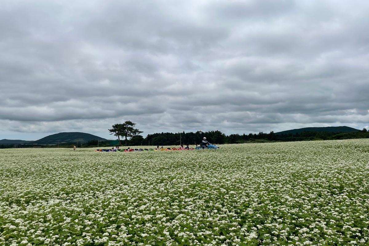 제주 보롬왓 메밀축제
