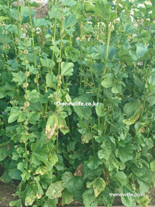 줄기가 곧게 뻗어 자라나 꽃대가 맺히기 시작한 가을 아욱의 전체적인 생육 상태 사진