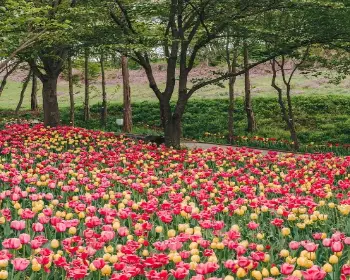 피나클랜드 튤립 수선화 축제_3