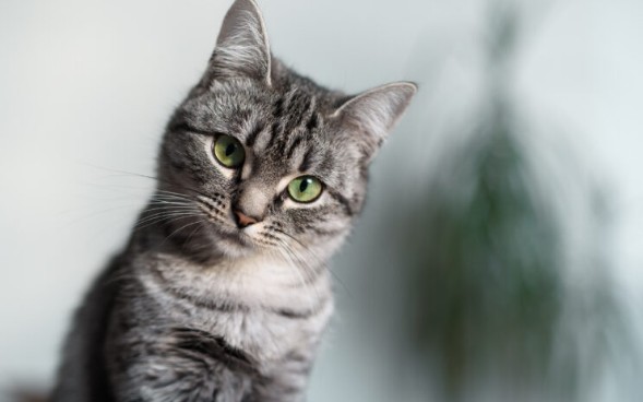 고양이 종류별 특징, 장점, 단점