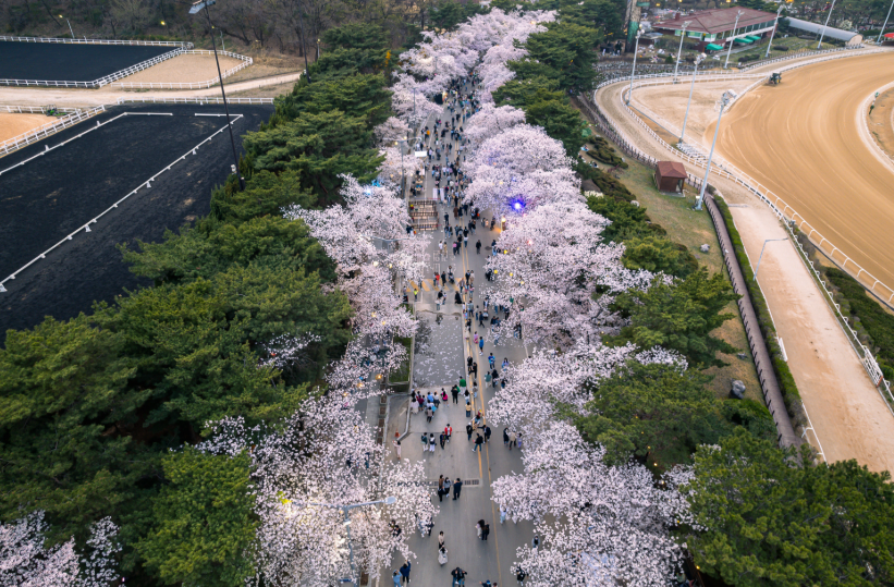벚꽃길 (Sweet Street)1