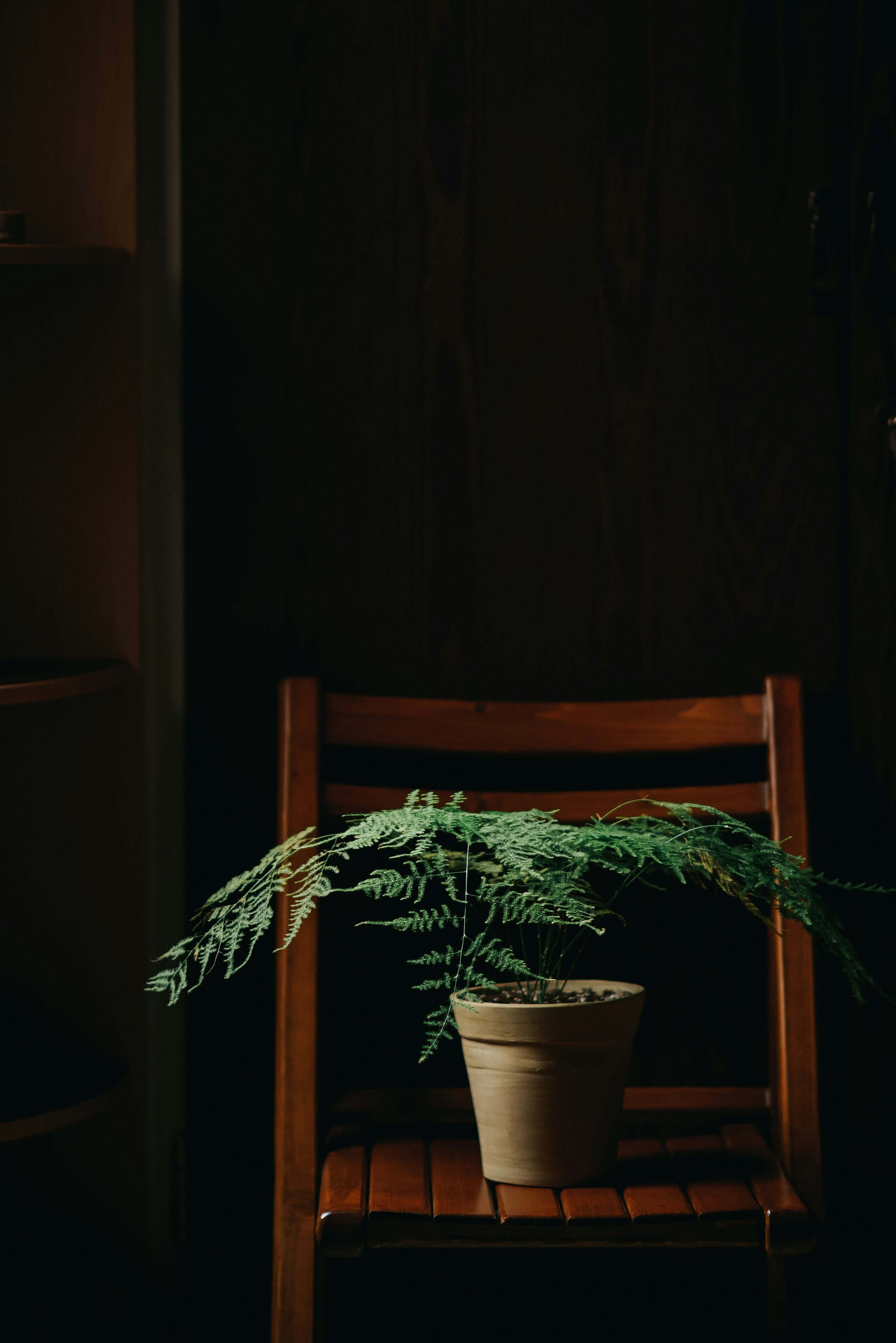 화분 고르는 법, 식물 초보자를 위한 완벽 가이드