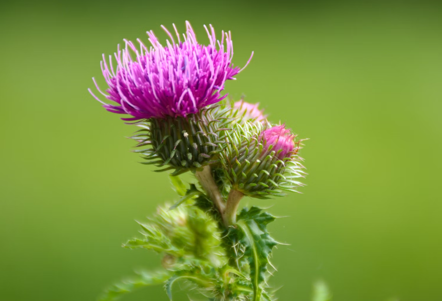 엉겅퀴 효능 : 항암효과