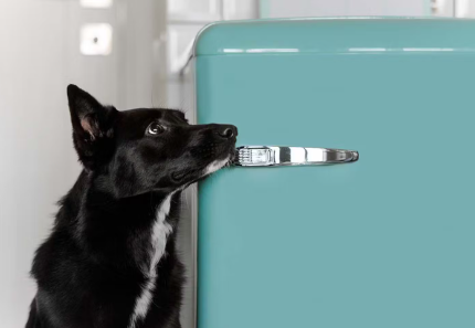 냉장고에 개 사료를 보관하다.