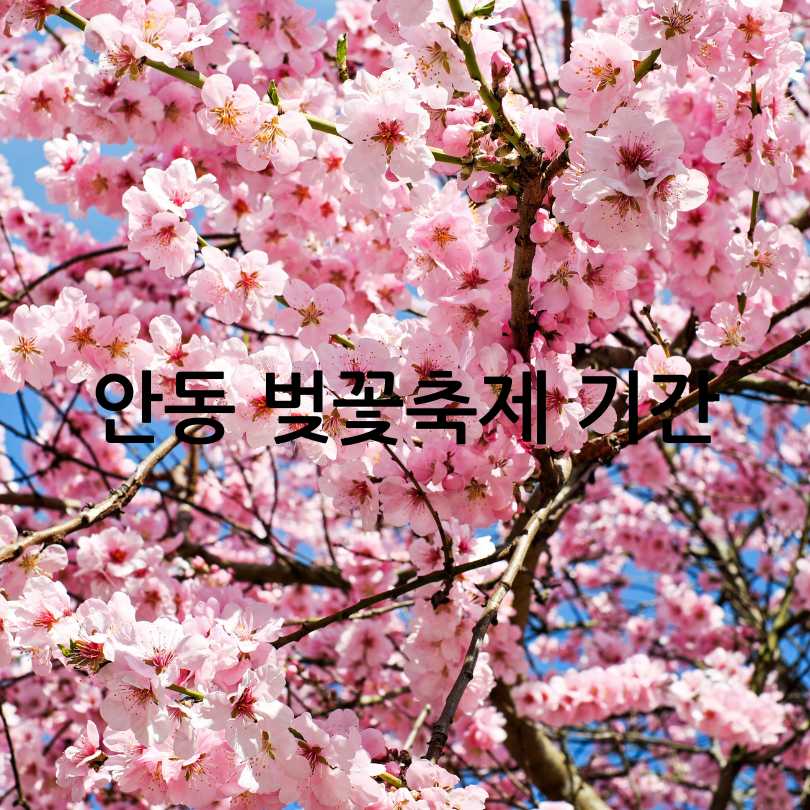 안동 벚꽃축제 2025