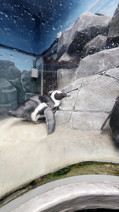 아쿠아 플라넷 제주