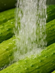 오이지 담그는 방법