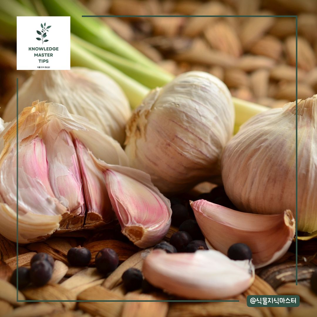 11월에 심는 작물 - 마늘