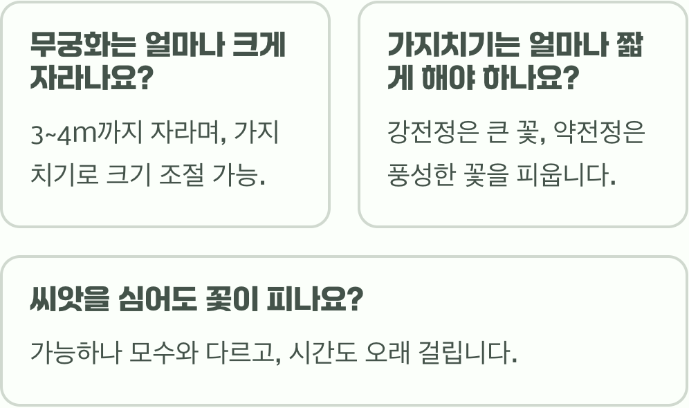 초보 정원사 필독! 나라꽃 무궁화 키우기 A to Z (묘목 심기, 물주기, 가지치기 총정리)