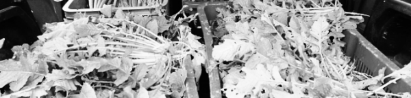 열무 보관법: 적정 온도