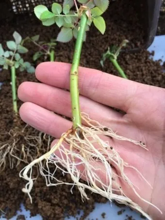 장미 삽목하는 방법 집에서 쉽게 번식하는 팁_3