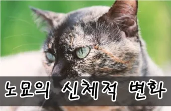 노령 고양이 필수 관리법 4가지 건강 지키기_15