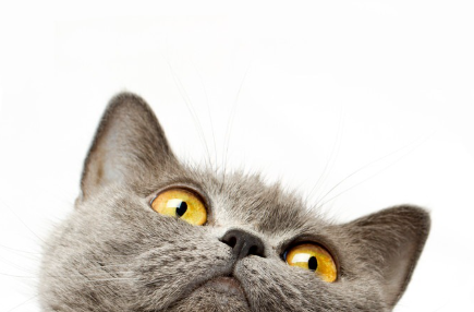 회색 고양이 업.