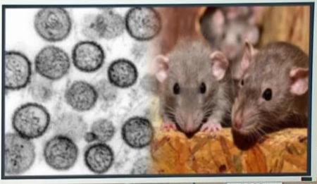 한탄 바이러스 매개 시궁쥐