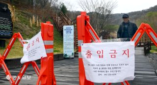 늑구 포획 현상금 청주 암컷 AI사진 총정리