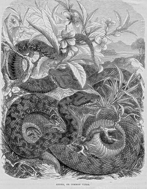 2025년 을사년 1월 운세 (6) 뱀띠 '견디면 내 전성기야~'