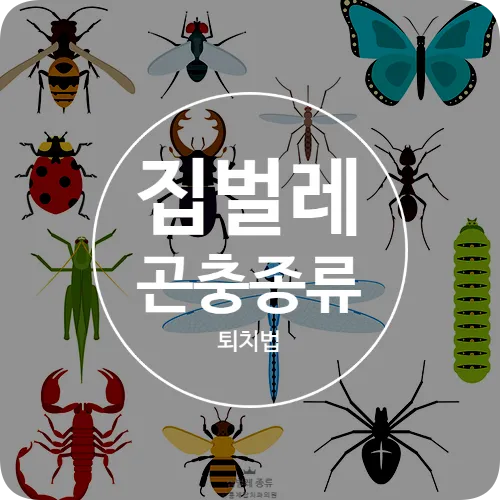 집안 벌레 퇴치법_4