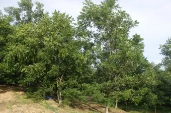 피칸 재배 기후 선택 전정 포인트 열매 건조_11