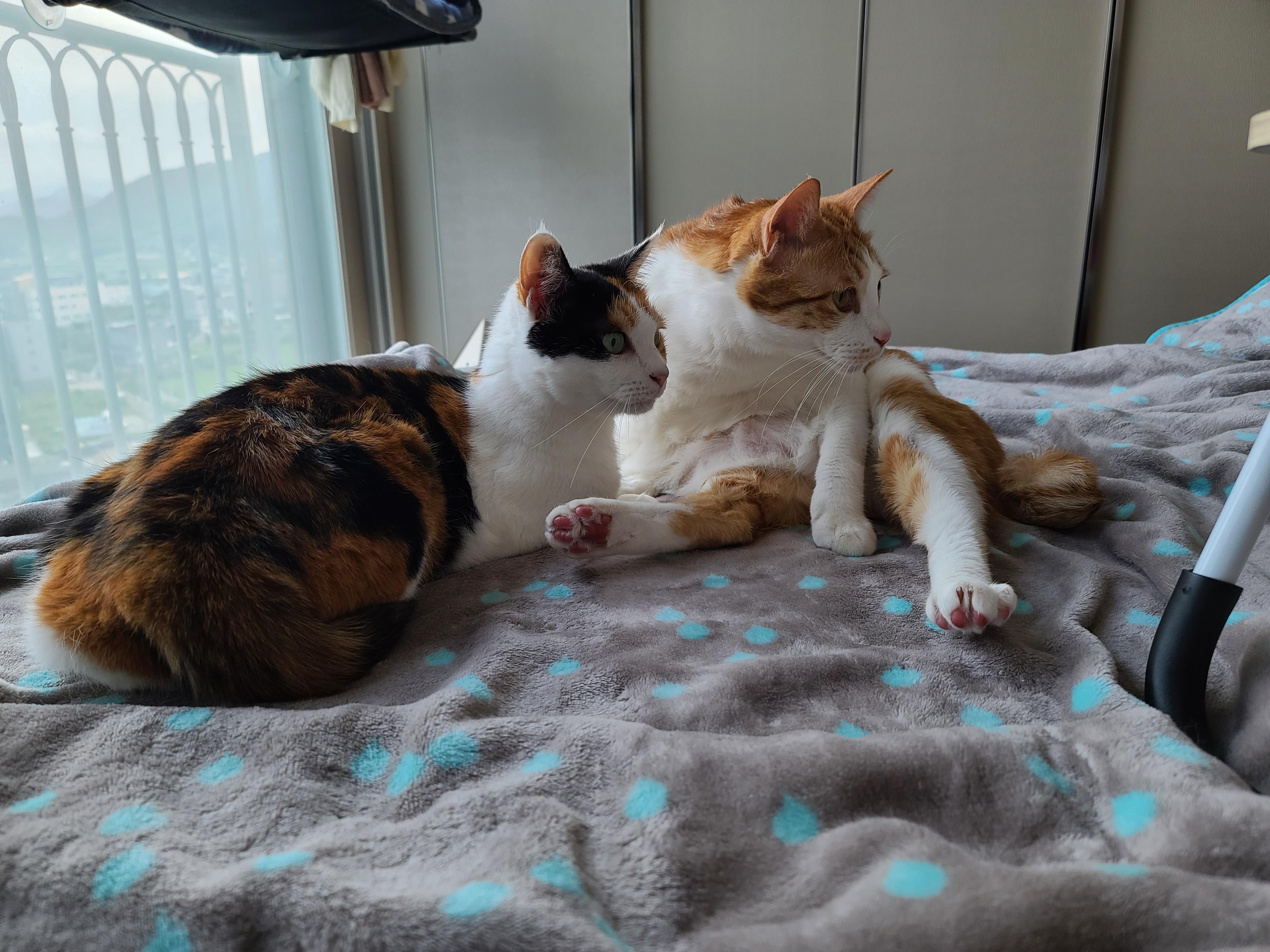 너무 예쁜 우리집 2호 고양이 커플. 삼색이 요미와 치즈냥이 막둥이 (feat.너무 다정한 그루밍)