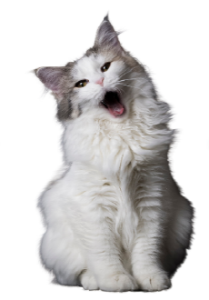 노르웨이숲-고양이