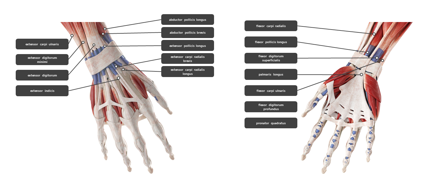 손목 주변 근육