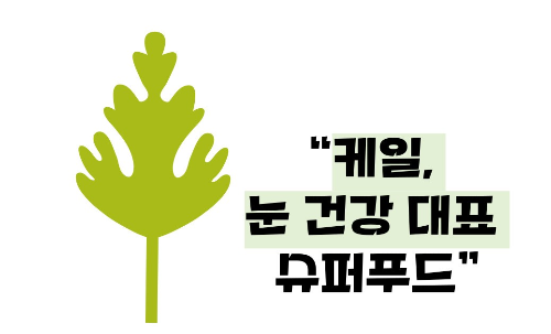 케일 효능