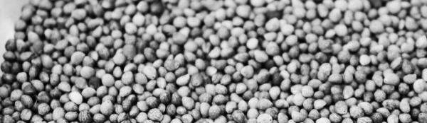 들깨 파종시기, 들깨 모종 심는 시기