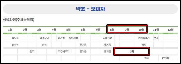 오미자수확시기