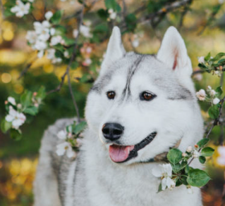 시베리안 허스키