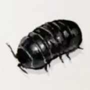 공벌레 이미지