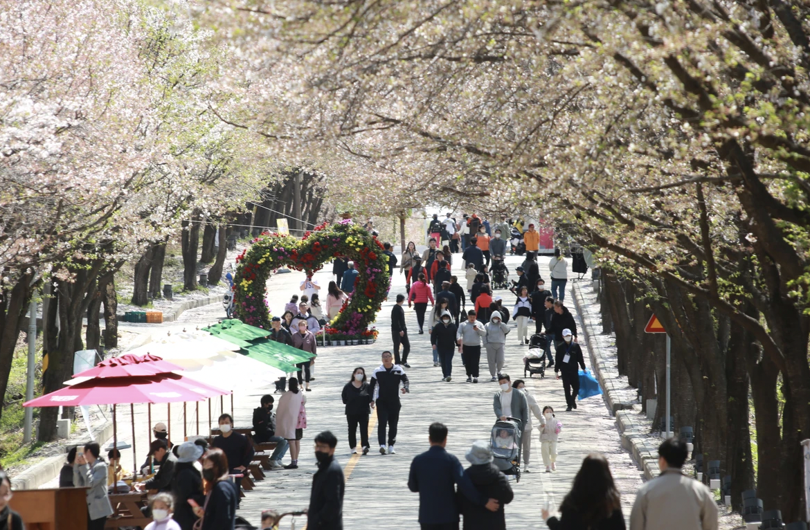 벚꽃 개화시기 2024 축제 일정 및 명소 추천