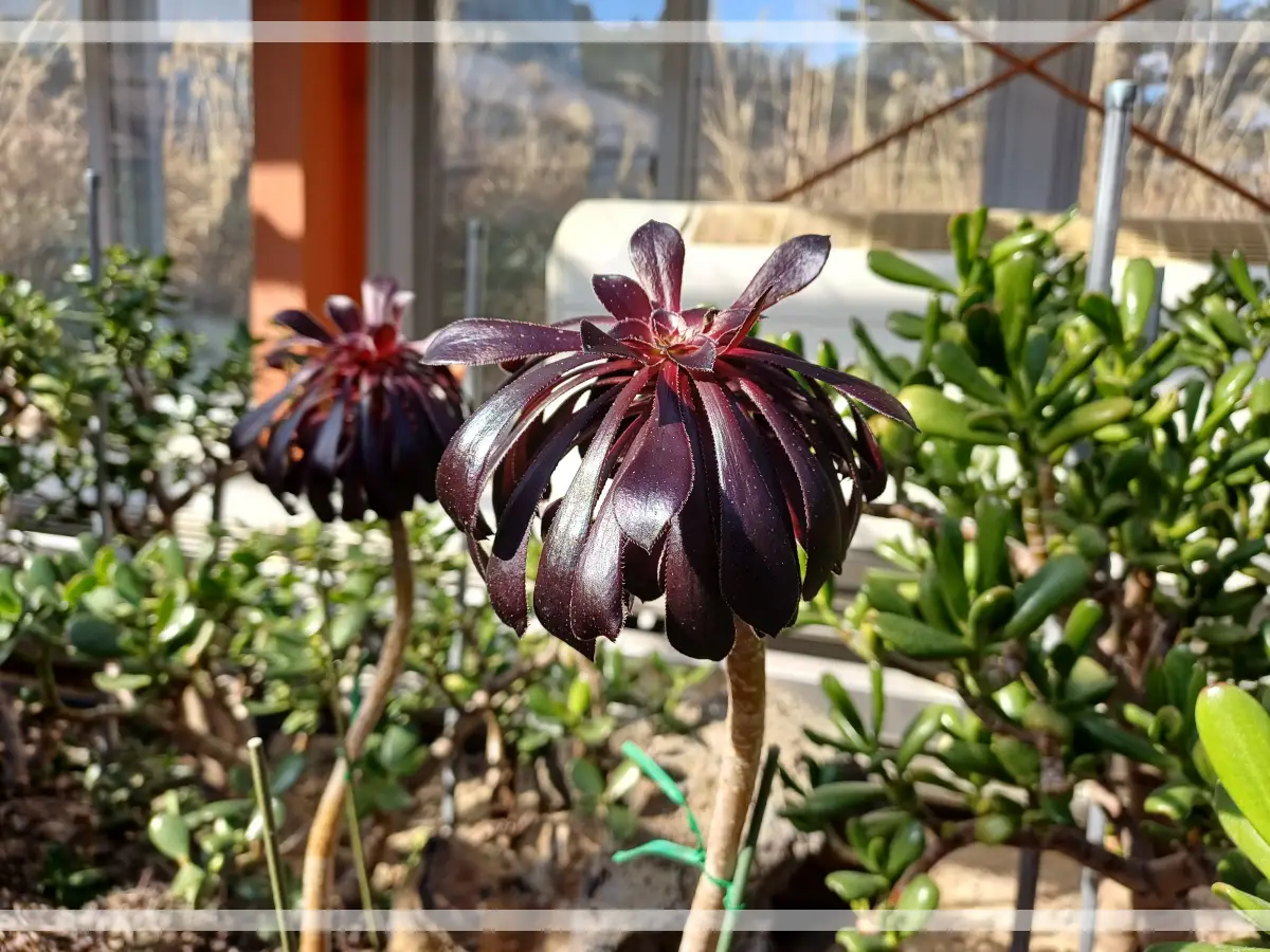 금강수목원-다육-로즈흑법사