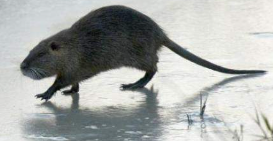 뉴트리아 포획 지자체별 포상금 서류 신청방법